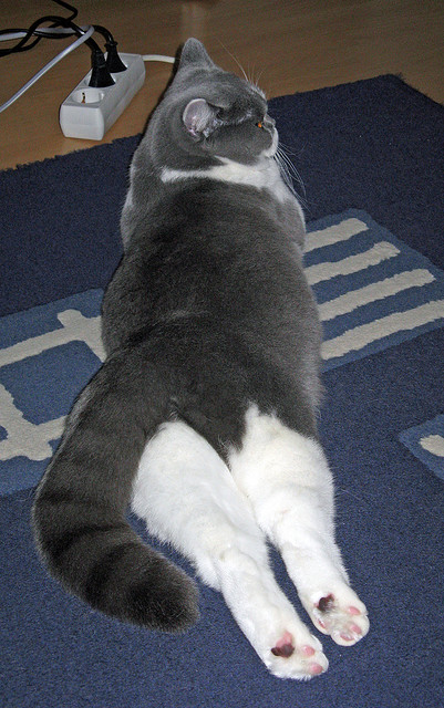 拉文轰下40分带领公牛逆转篮网，公牛队拉文的新交易