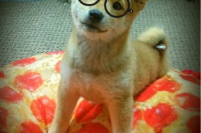 爱游戏体育（AYX）官方APP下载-《国际合作新动向：多国战队联动竞技》，国际队伍