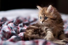 爱游戏下载-库里：一次次“远距离投篮”重塑篮球战术！，库里投球最远在哪里